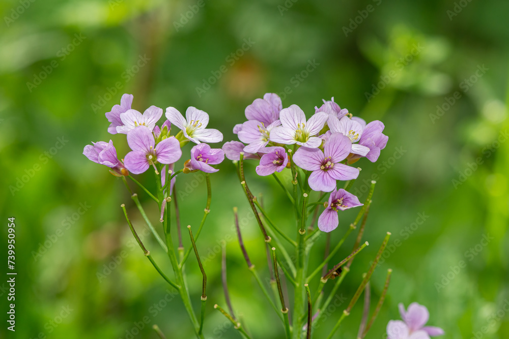 Cuckoo Flower or Ladies' Apron - Cardamine pratensis. Pink-white wildflowers in nature. Cuckoo Flower or Ladies' Apron - Cardamine pratensis. Pink-white wildflowers in nature.