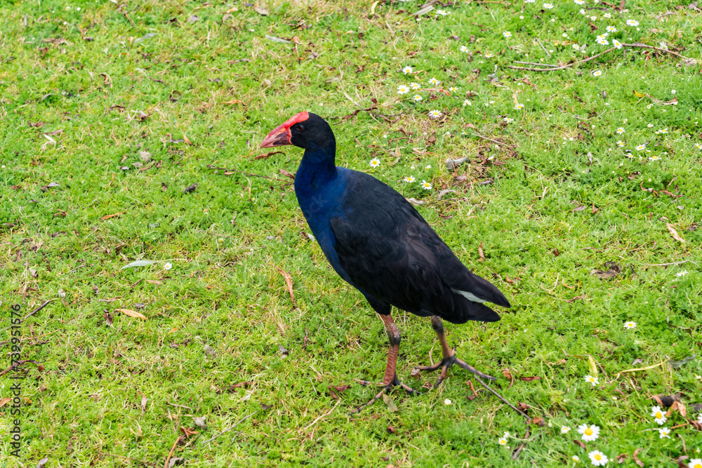 Naklejka premium ニュージーランドの鳥 プケコ