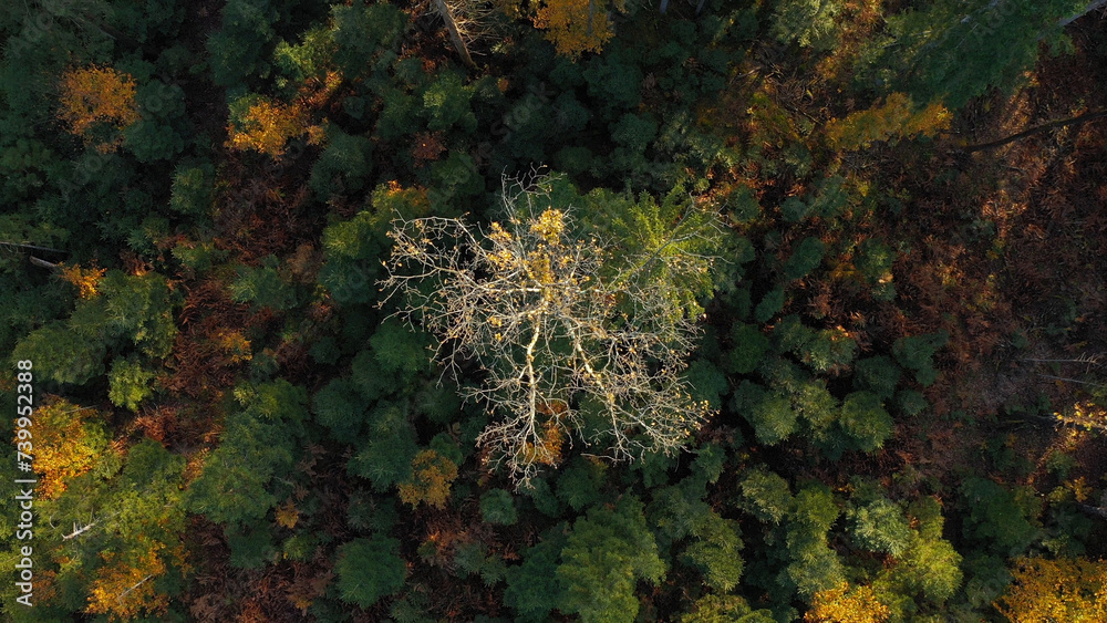 Beautiful aerial view of fall trees in magic forest landscape. Beautiful aerial view of fall trees in magic forest landscape.