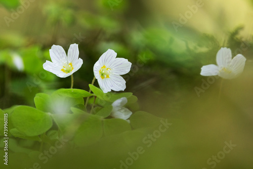 Close-up of Common wood sorrel, Oxalis acetosella blooming in a late spring Estonian boreal forest	