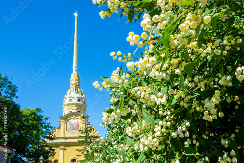 Jasmine flowers against the background of the spire of the Peter and Paul Cathedral on the territory of the Peter and Paul Fortress, St. Petersburg, Russia photo