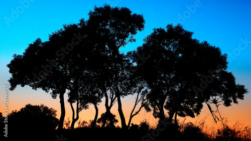 The silhouette of trees and an Empusa pennata mantis against a gradient twilight sky photo