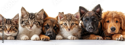 banner of group of cats and dogs on the white background, Advertising for a veterinary clinic or animal shelter  photo