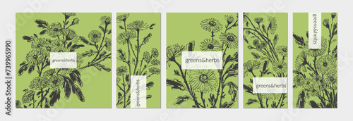 Hand drawn ink brush painting of chrysanthemum flowers, branches with leaves and buds