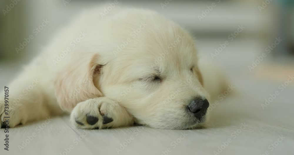 Portrait of a cute golden retriever puppy sleeping with his head on his paw Portrait of a cute golden retriever puppy sleeping with his head on his paw