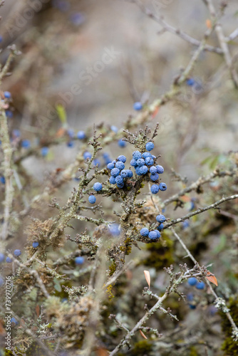 Blue fruits in the forest