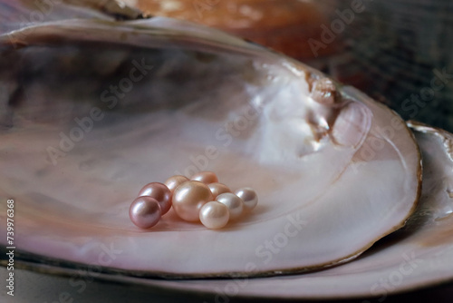 Cuadro en lienzo Freshwater pearls on an open pearl clam shell