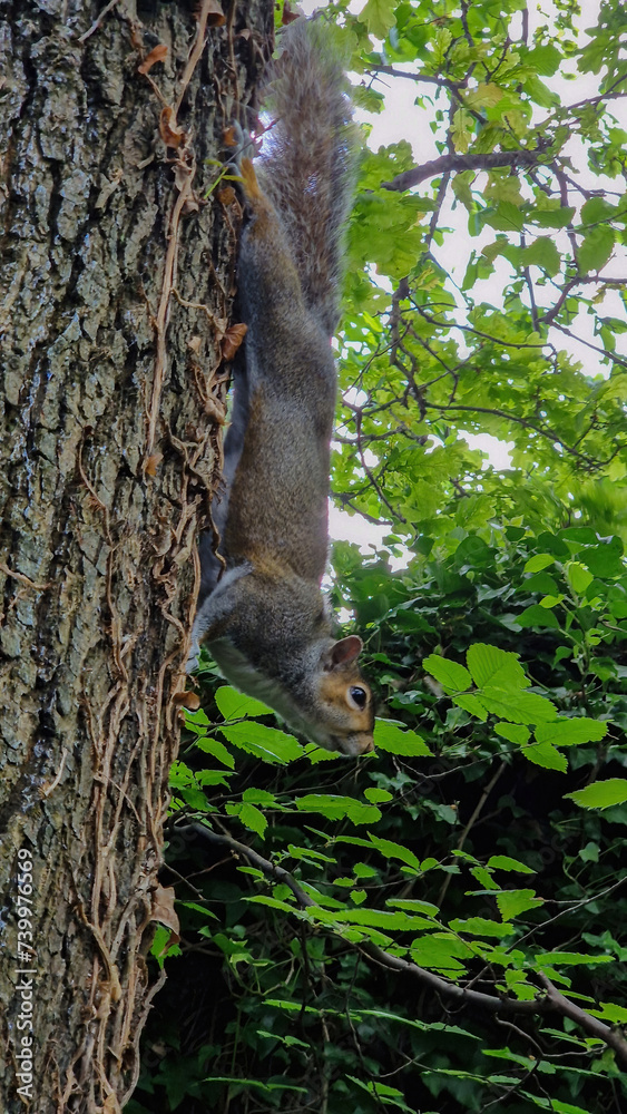 Fototapeta premium The Eastern Gray Squirrel effortlessly climbing a tree, a masterful display of agility and woodland prowess.