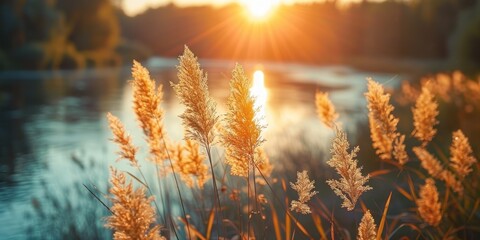 Serene landscape of reed meadow by river at sunset picturesque scene capturing tranquil beauty of nature with golden sunlight reflecting on water perfect for backgrounds depicting environments