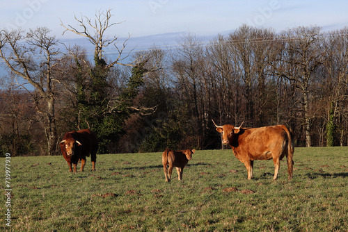 un taureau, une vache et leur veau dans une prairie Limousine