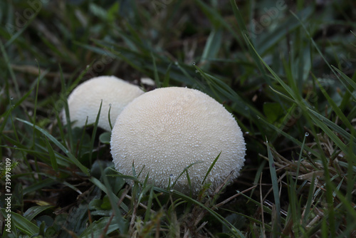 puffball in a meadow