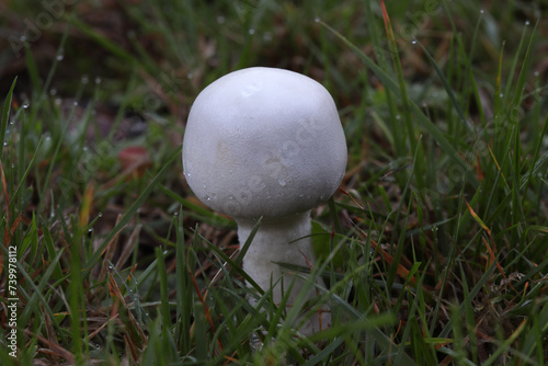 white mushroom of the family Agaricus