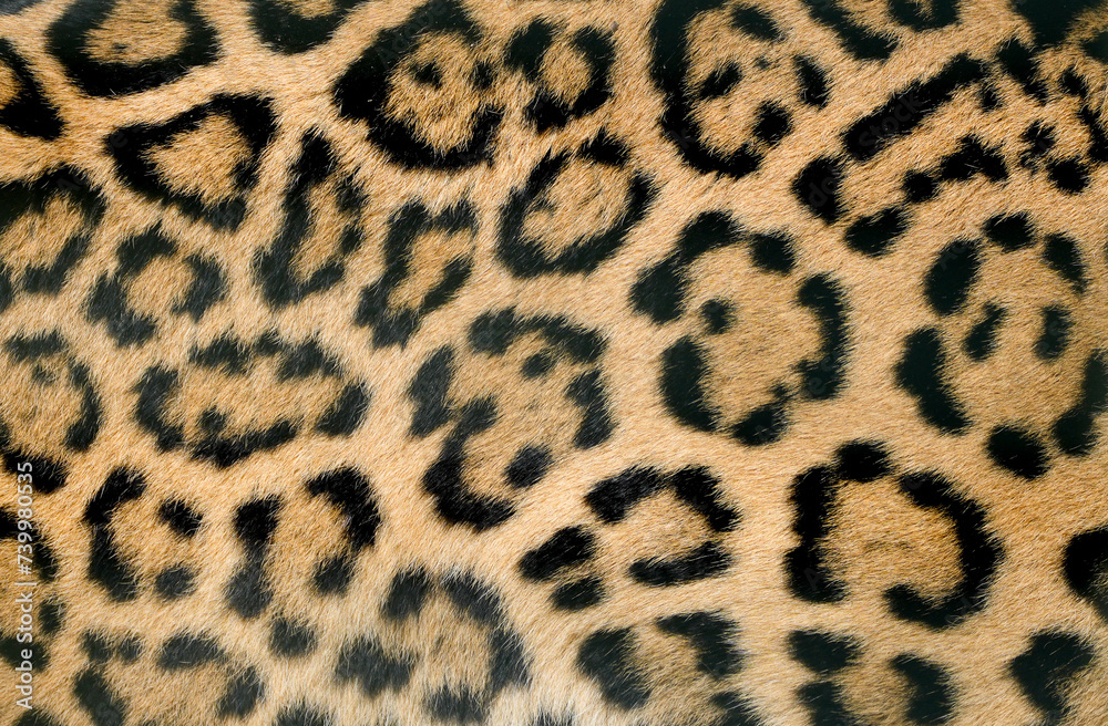Fototapeta premium Leopard skin close-up. Brown black spotted fur. Background. 