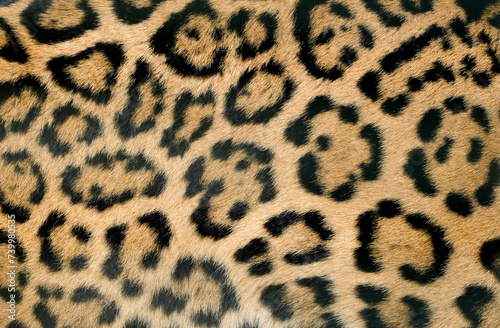Leopard skin close-up. Brown black spotted fur. Background. © Elly Miller