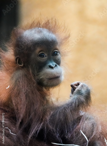 Portrait of a young orangutan baby. Sweet monkey. 