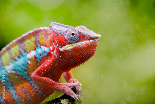 Side portrait of a panther chameleon with colorful skin coloring. Furcifer pardalis. Reptile close-up. 