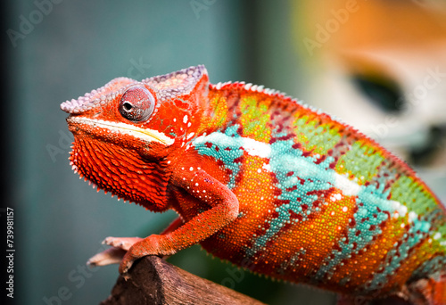 Side portrait of a panther chameleon with colorful skin coloring. Furcifer pardalis. Reptile close-up.
 photo