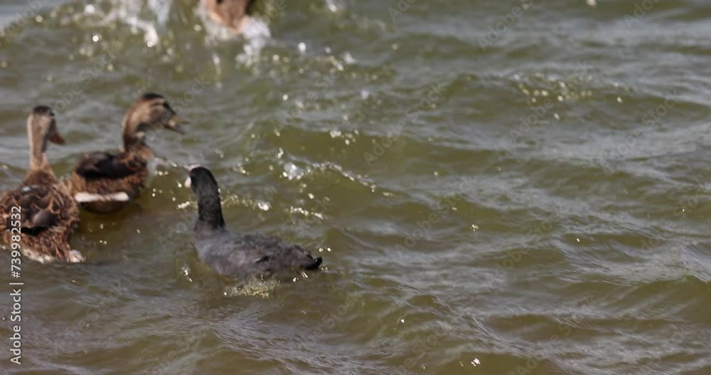 wild ducks on the lake in the summer, ducks swimming in the lake wild ducks on the lake in the summer, ducks swimming in the lake