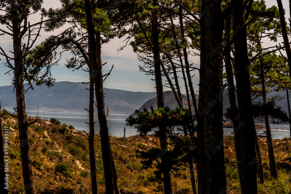 Flora en las Islas Cíes, Galicia. Flora en las Islas Cíes, Galicia.