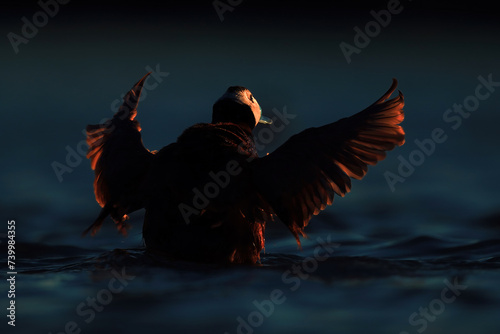 Dramatic silhouette of a duck flapping its wings on the water surface at dusk, with the last light casting a warm glow photo