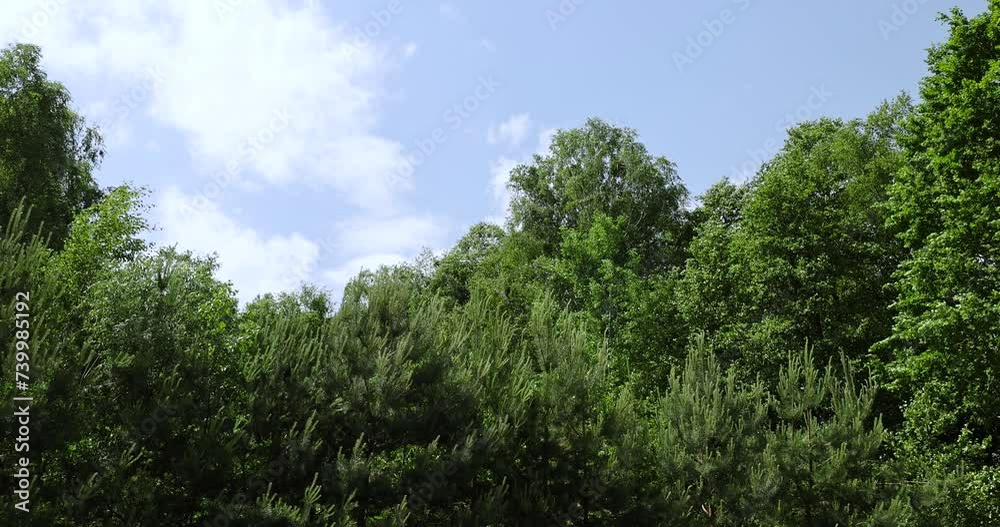 deciduous trees in a mixed forest in the spring season, beautiful young green foliage in the park deciduous trees in a mixed forest in the spring season, beautiful young green foliage in the park