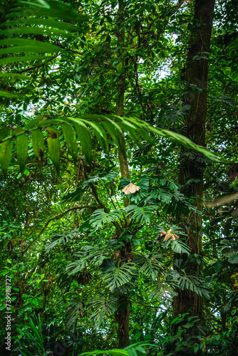 Jungle in the El Arenal National Park  Costa Rica