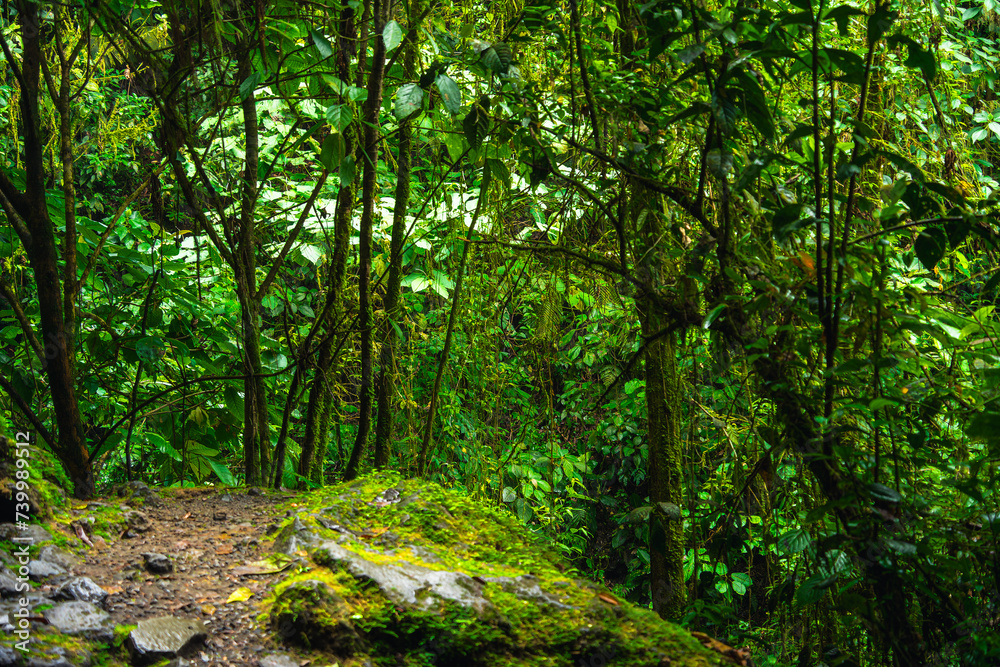 Jungle in the El Arenal National Park, Costa Rica Jungle in the El Arenal National Park, Costa Rica