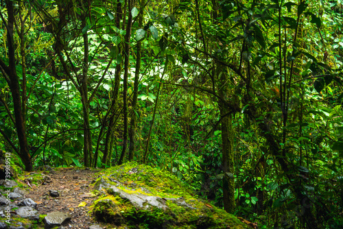 Jungle in the El Arenal National Park, Costa Rica