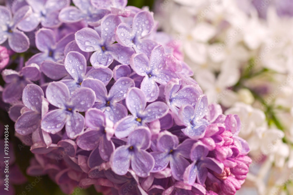 Fresh branch of purple spring lilac Fresh branch of purple spring lilac