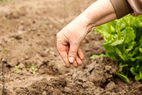 Woman working on the field or garden. Female hand put seedling close up. Close-up of a woman's hand planting a seedling in the field or garden, demonstrating hands-on agricultural work