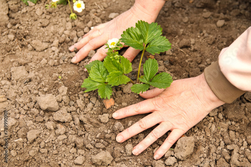 Woman gardener growing strawberry seedling with roots. Planting strawberries. Close-up of a woman gardener cultivating a strawberry seedling, focusing on the planting process. Wellness concept