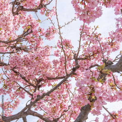 河津桜