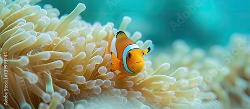 A small orange and white clownfish finds refuge within an anemone in the turquoise waters of the Pacific Ocean.
