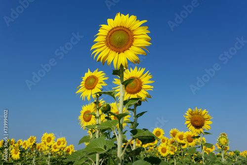 Sunflower fields blossom in Lopburi province  Thailand