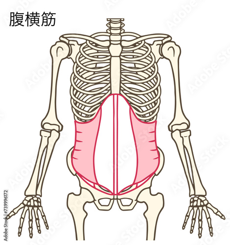 腹横筋