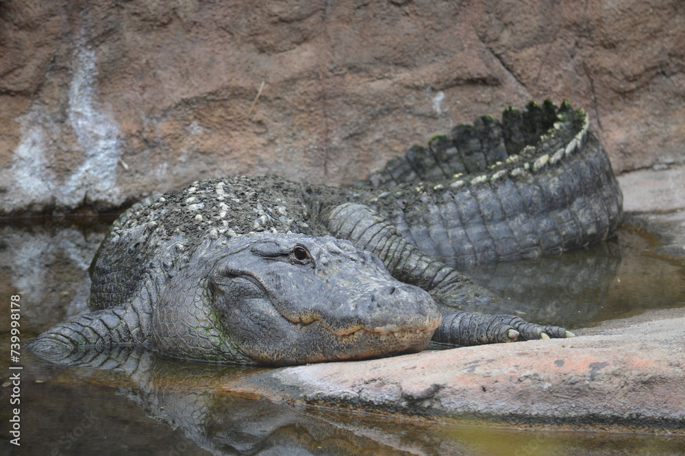 Obraz premium cocodrilo en un lago