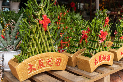 Lucky bamboo selling at the flower shop during Chinese New Year.(English translation for Chinese words is Ride on the crest of success)