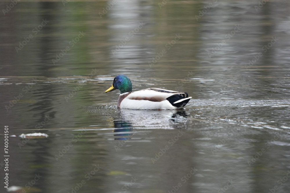 mallard mallards duck in meertjesven waalre the netherlands, swimming on the lake mallard mallards duck in meertjesven waalre the netherlands, swimming on the lake