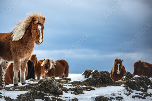 Icelandic ponies in a winterlandscape in Iceland.