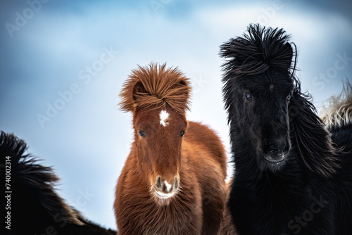 Icelandic ponies in a winterlandscape in Iceland.