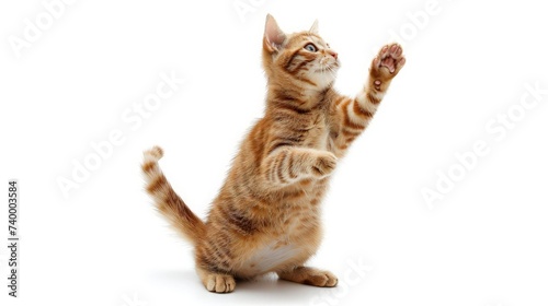 ginger cat stands on its hind legs and reaches up on a white isolated background