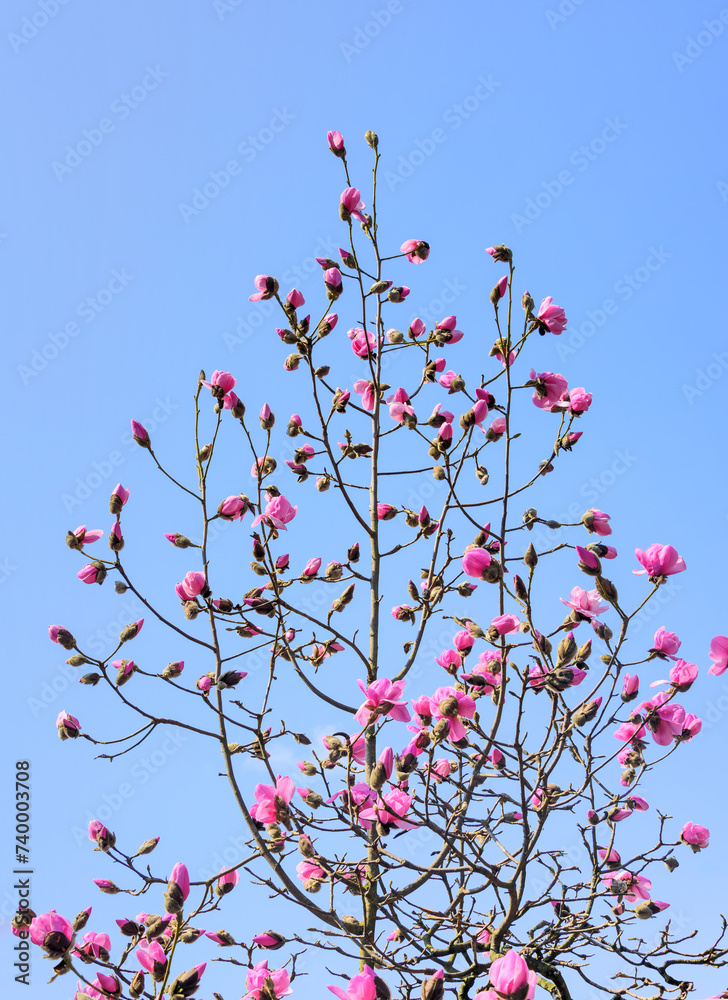 Blossoming pink magnolia tree on blue sky background Blossoming pink magnolia tree on blue sky background
