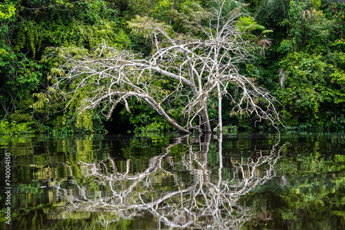 CRECIENTE DE LOS RÍOS EN LA SELVA, AGUA ALCANZANDO HASTA LAS VIVIENDAS DE LOS POBLADORES AMAONICOS.