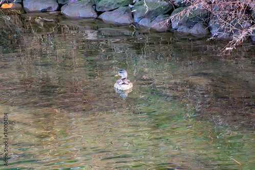冬の川を泳ぐ1羽のメスのマガモ