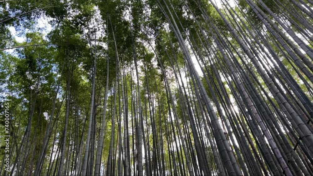 Walking through a bamboo grove in Kyoto, a beautiful green natural landscape Walking through a bamboo grove in Kyoto, a beautiful green natural landscape