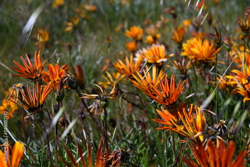 Tableau sur toile Gazania wild flowers, weeds in the outback. Australia