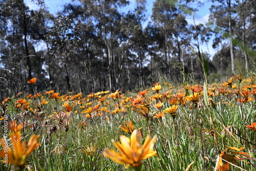 Gazania wild flowers, weeds in the outback. Australia 