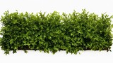 Green Trimmed Bush Hedge Fencing Isolated on Transparent Background

