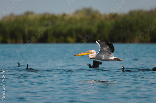 Majestic Avian Ballet: A Pelican Soaring Above the Danube Delta Waters