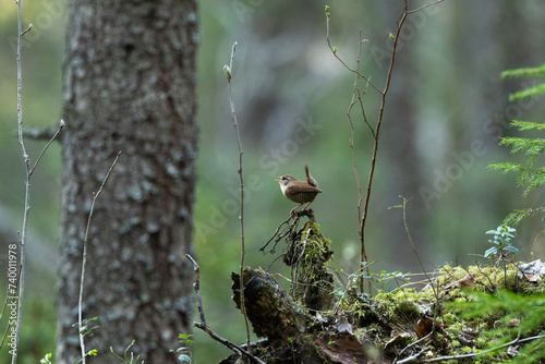 A tiny Eurasian wren standing on an old wood and marking its territory in a boreal forest in Estonia, Northern Europe photo
